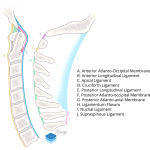 Sagittal view of the major cervical spine ligaments.