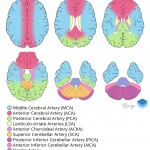 Cross-sectional arterial territories of the brain.