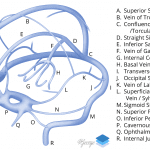 Venous Sinuses.