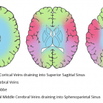 Approximations of venous vascular territories of the brain.