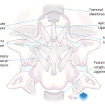 Coronal view of the major ligaments at the craniocervical junction.