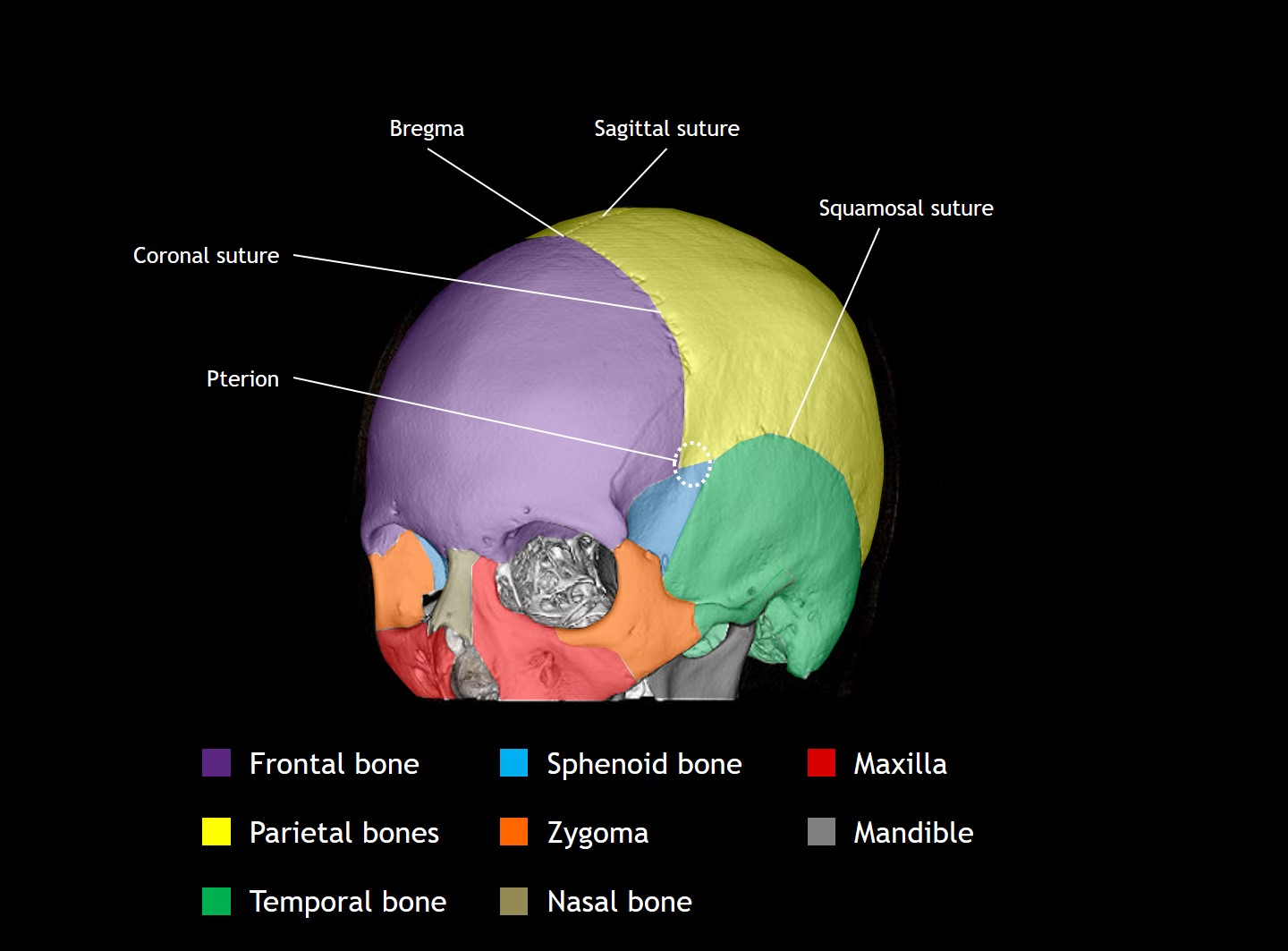 Cranial Bones Labeled