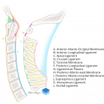 Sagittal illustration of the major cervical spine ligaments.