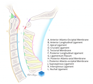 Sagittal illustration of the major cervical spine ligaments.