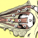 7 = Trochlea. 6 = Superior oblique muscle. Illustration by Edelhart Kempeneers/ Public domain via Wikimedia (https://commons.wikimedia.org/wiki/File:Eyemuscles.png)