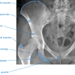 Sites of major muscle attachments on the anatomic pelvis.